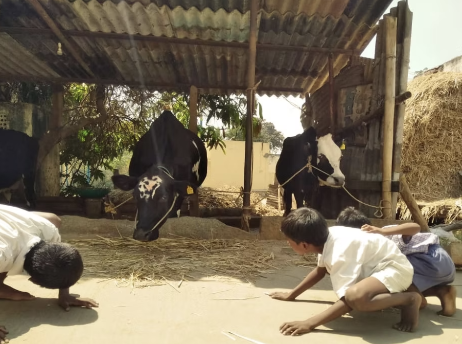 How do animals eat?