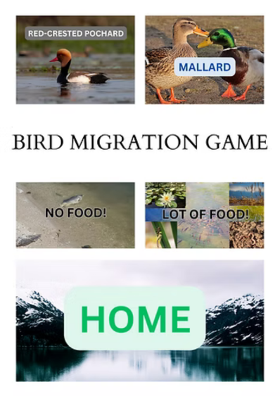 Bird Migration