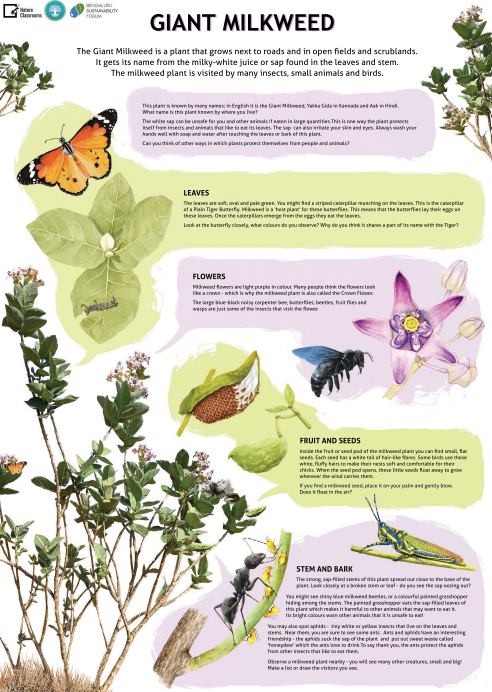 Giant Milkweed
