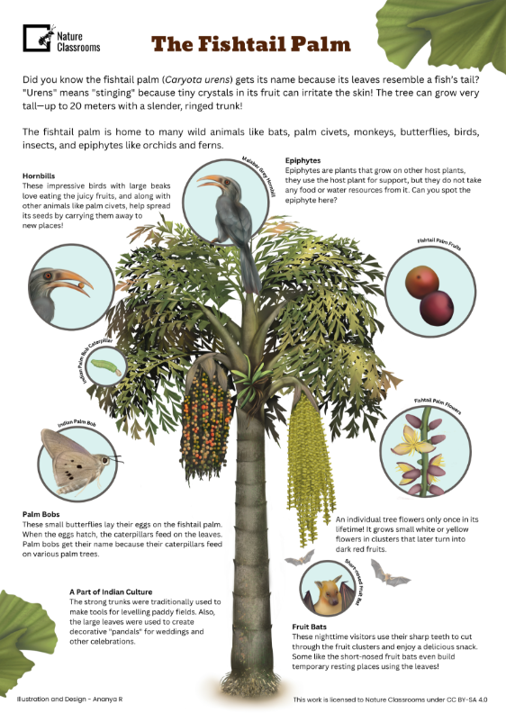 Fishtail Palm