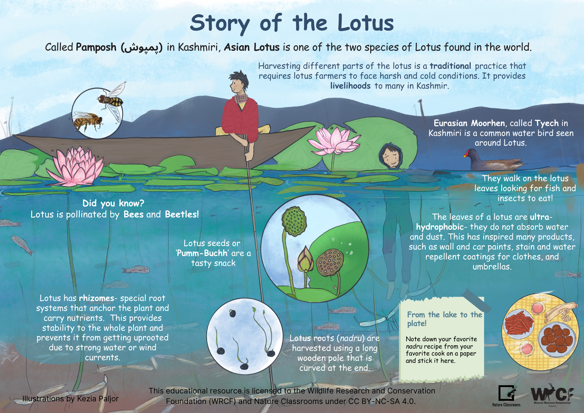 Lotus Kashmiri